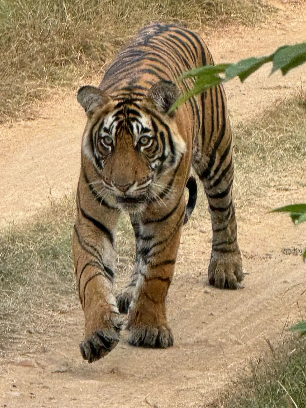 5 Day Golden Triangle with Tiger Safari — Golden Triangle
